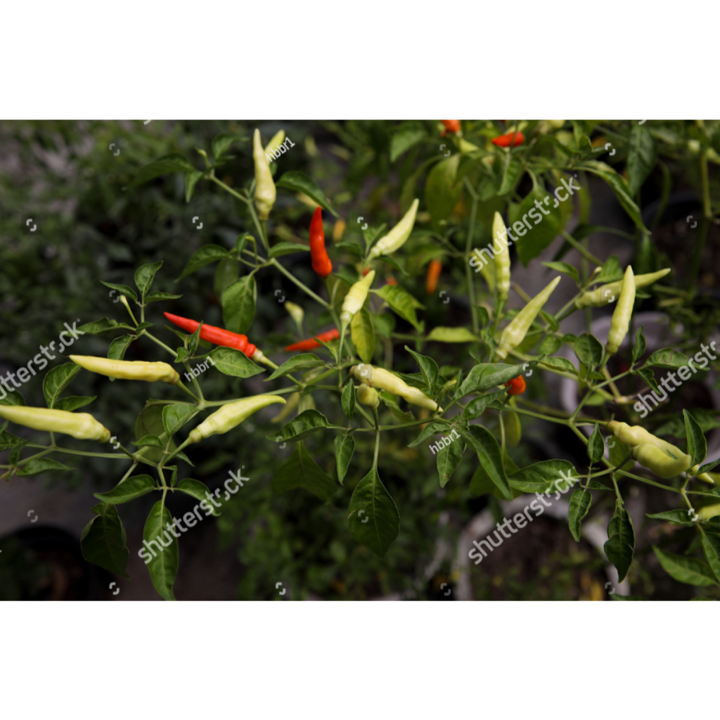 SUBUR BIBIT CABE RAWIT VIRAL UNGGUL