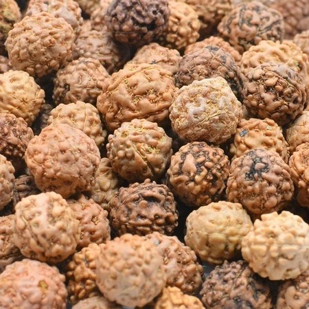 TERMURAH 500GR BIJI JENITRI SISA EKSPORT Untuk Kerajinan Setengah Kilo Rudraksha Genitri Jenitri Ala