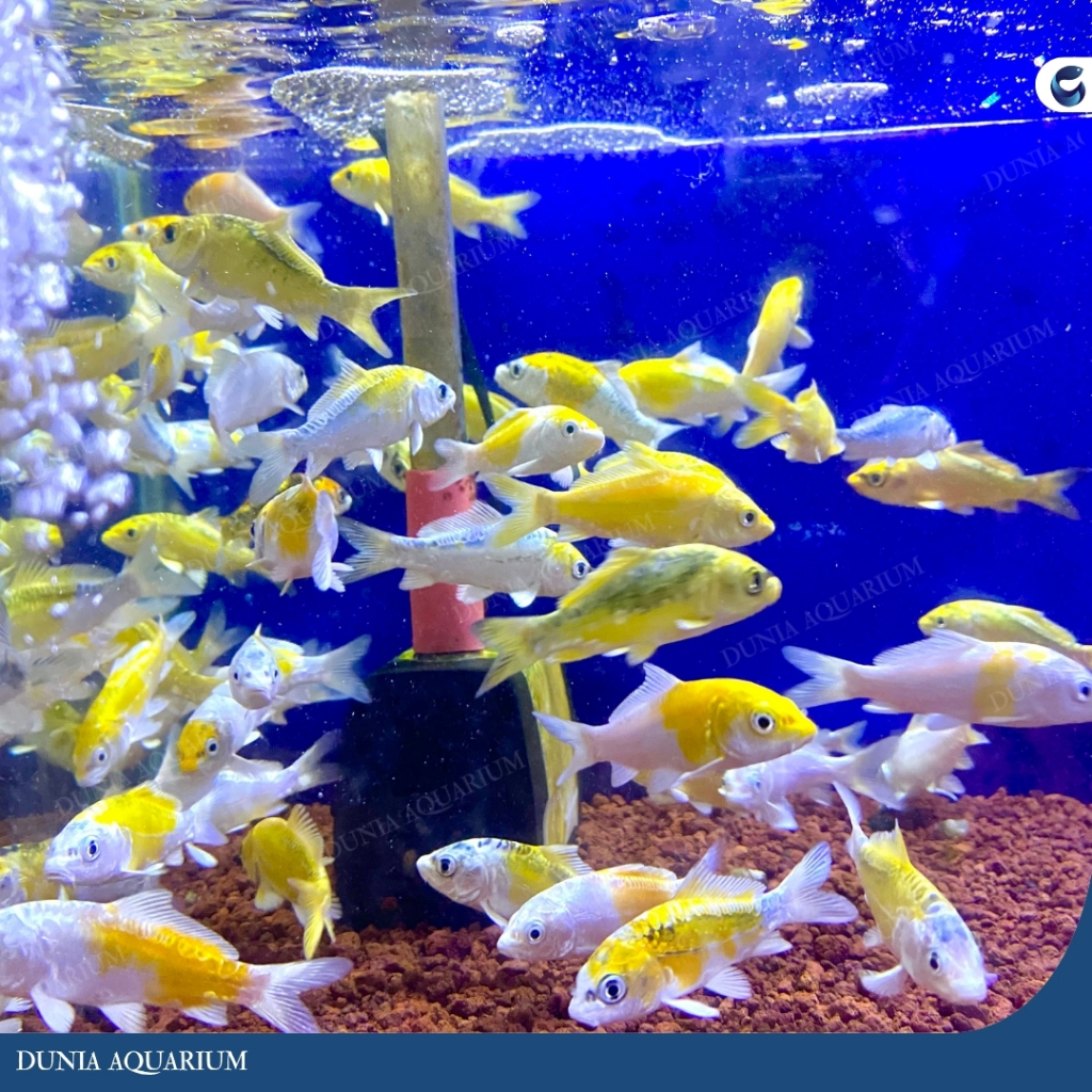 Ikan Koi Metalik Non Slayer / Ikan Koi Metalik Non Kumpay