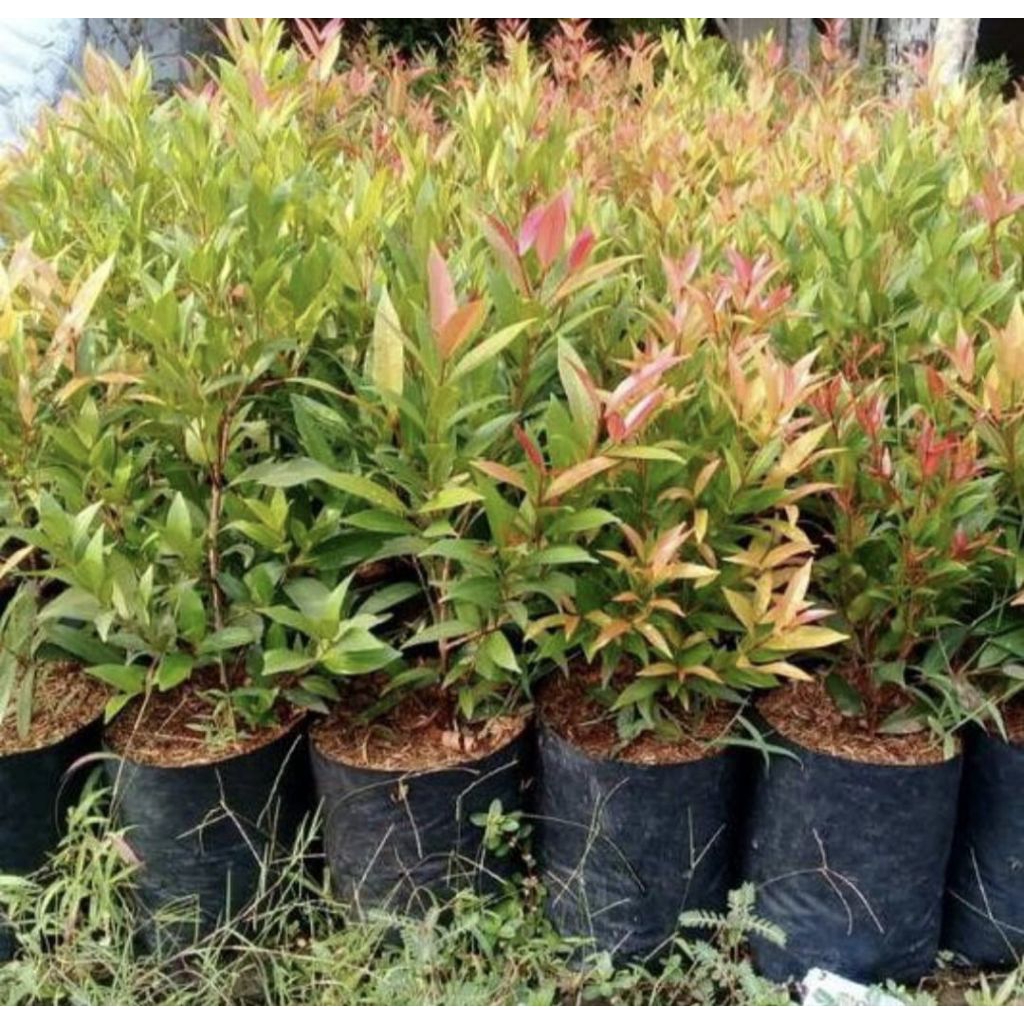 Pohon Pucuk merah Tanaman hias pucuk merah / pohon pucuk merah