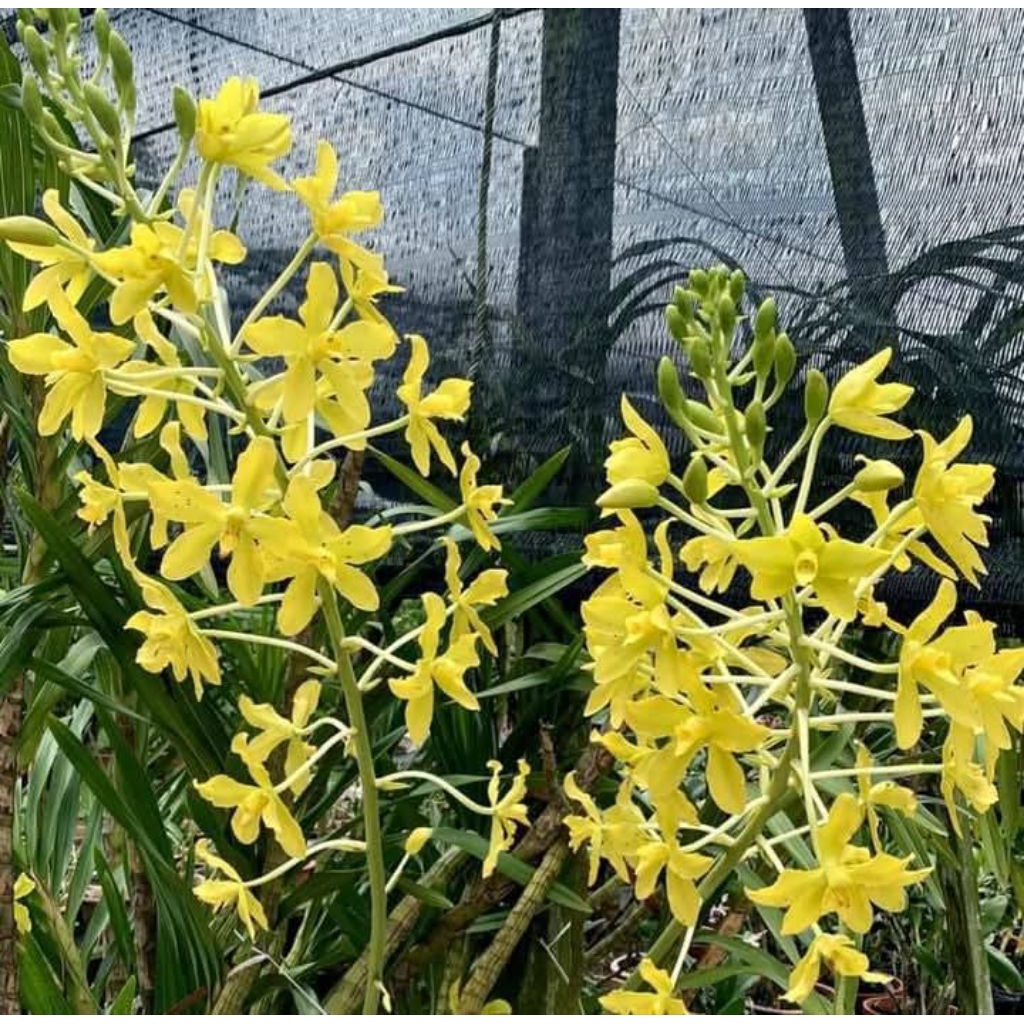 Grammatophyllum Speciosum var Alba