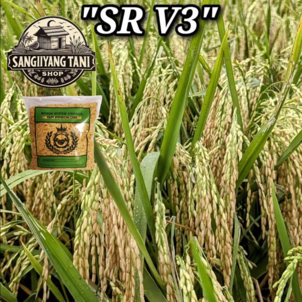 Benih bibit padi 1kg SR V3