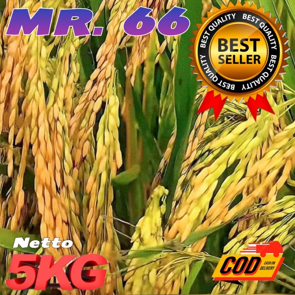Benih padi unggul MR  66 berkualitas kemasan 5kg