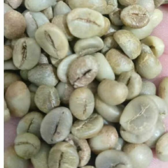 #GREEN BEAN FINE ROBUSTA DAMPIT#