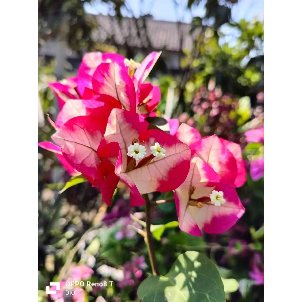 Bougenville ice cream bunga merah putih - tanaman hias bunga Bougenville ace cream