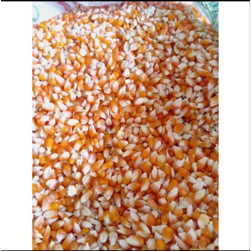 Jagung Kecil Pakan Merpati 1kg / Jagung Kristal / jagung pakan ayam dan merpati