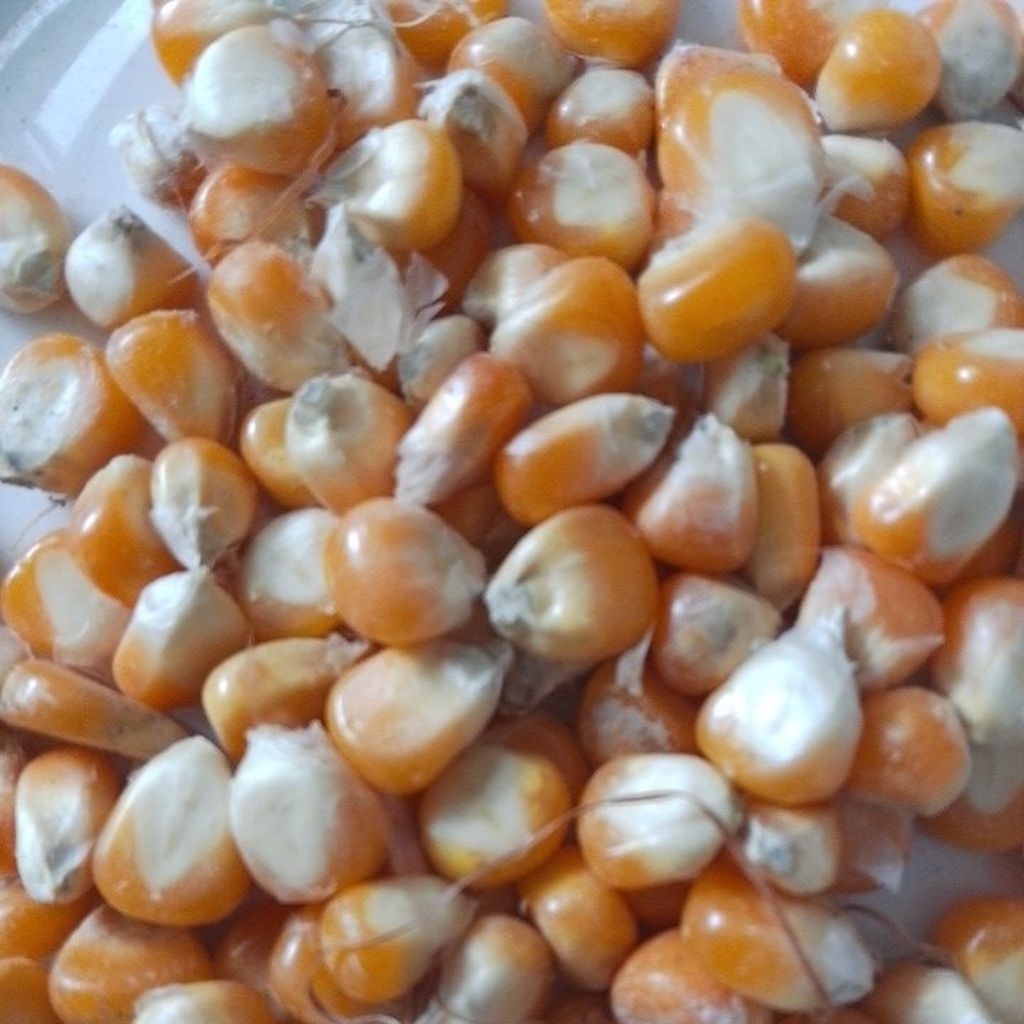 benih jagung hibrida