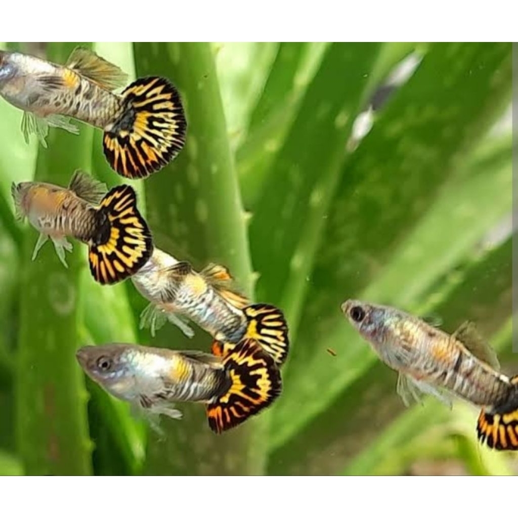 Galaxy Medusa Roundtail Satu Pasang Hiasan Aquarium |Ikan Hias Bozz Louhan|