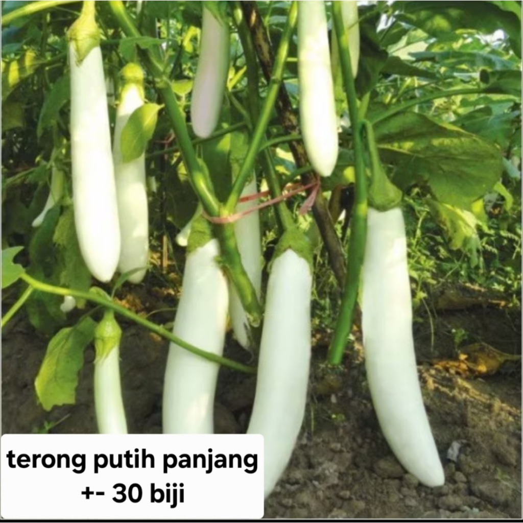 Bisa COD - Terong Putih Panjang 30 biji bibit seed Benih Terong Putih Panjang Pulus