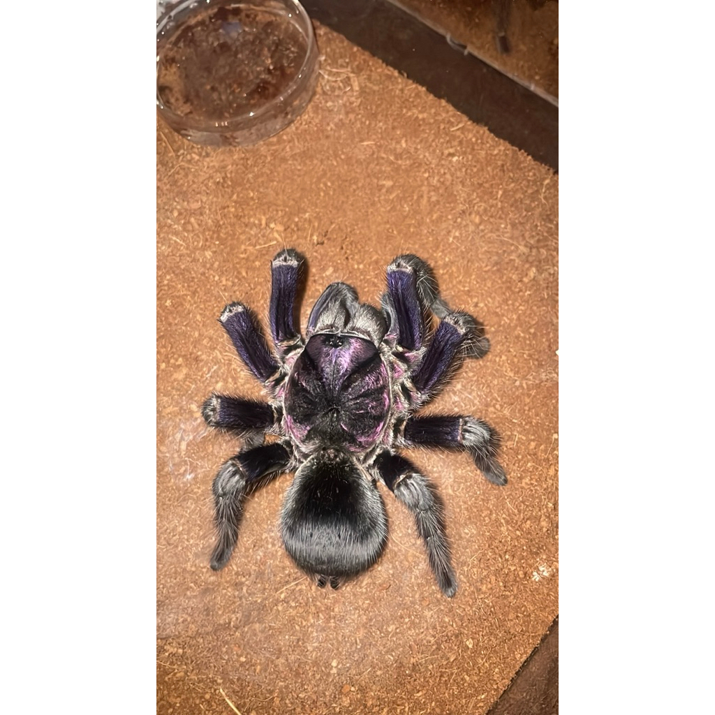 toples tarantula phormictopus dominican purple 22cm jumbo