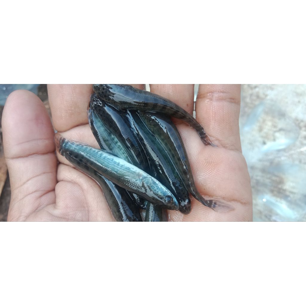 Bibit Ikan Gabus Ukuran 5–6 cm | Benih Gabus Aktif | Pengiriman Aman Hidup