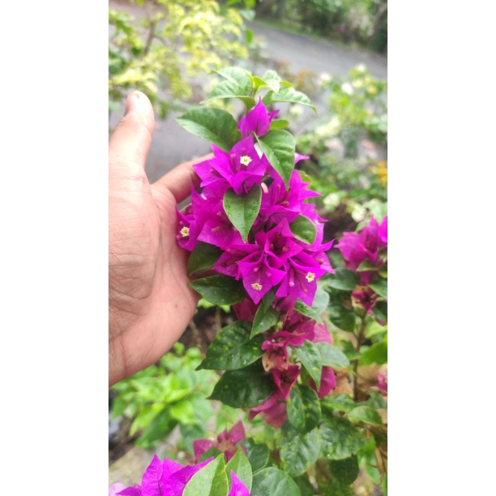 Bibit Bougenville Ekor Musang Ungu