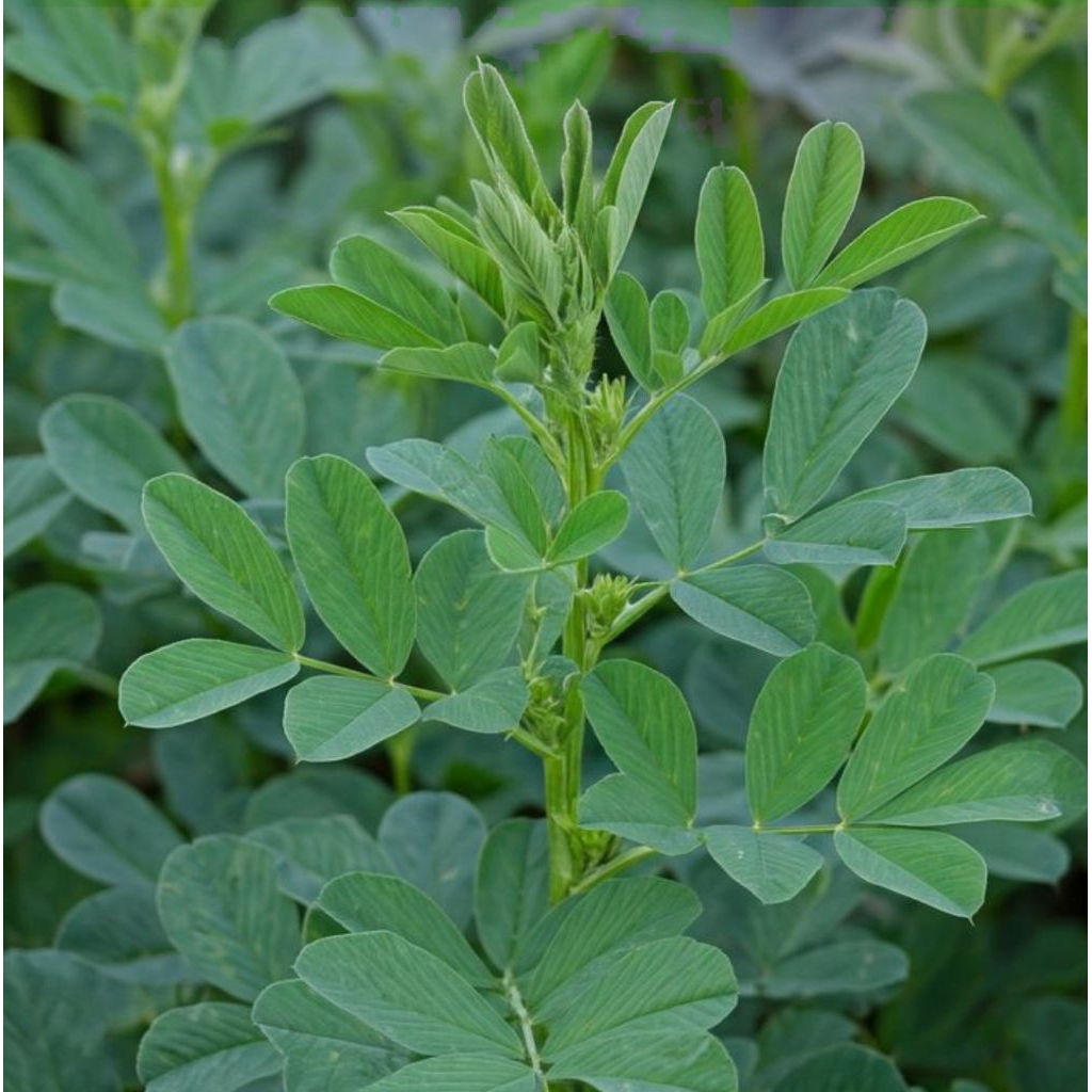 25 Benih Biji Alfalfa