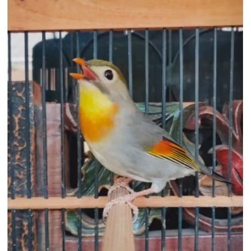 Burung Robin Import Jantan Gacoran