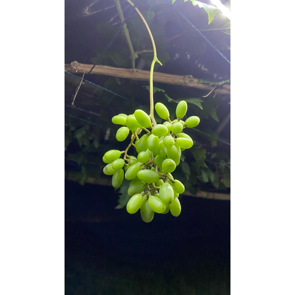 BUAH ANGGUR SEGAR 1 KG