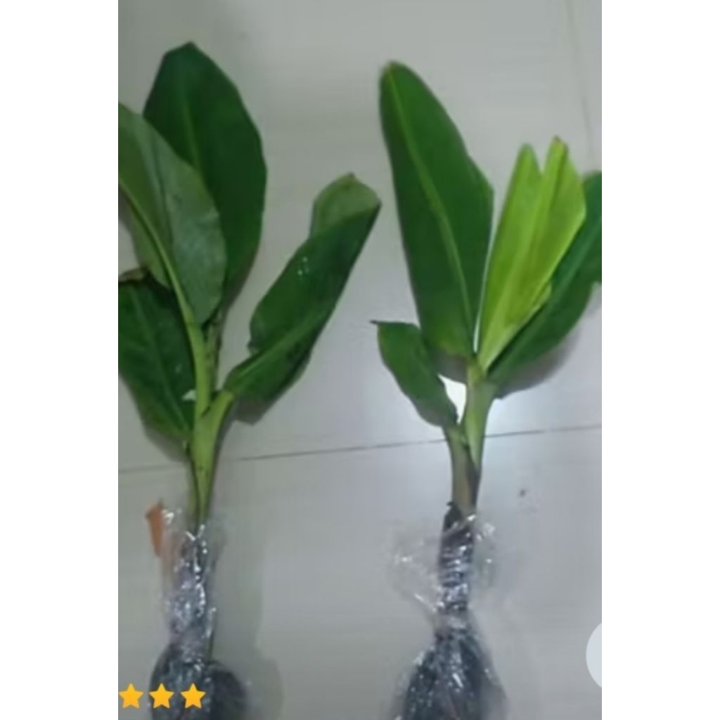 bibit pisang barangan