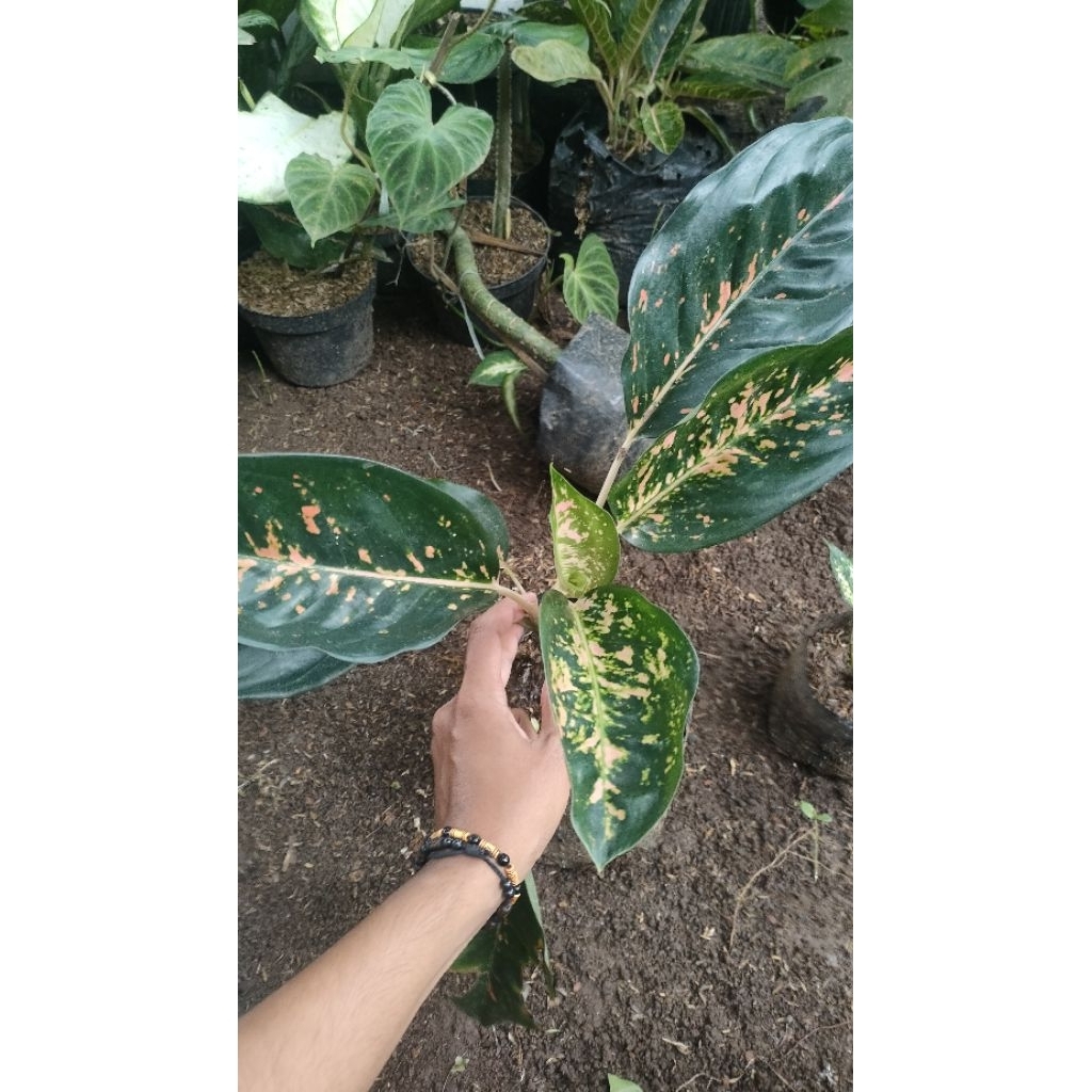 Tanaman Hias Aglonema Silver Bell