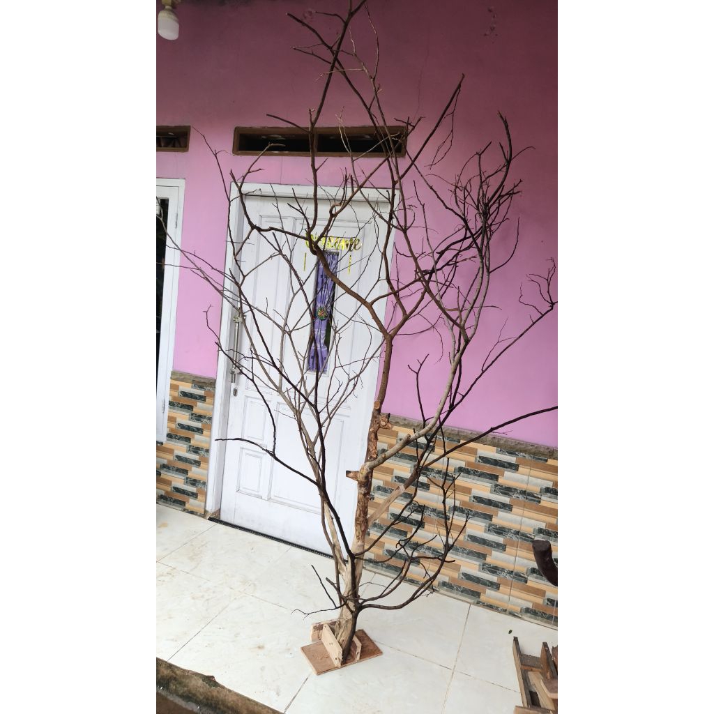 Ranting kayu, tangkringan burung aviari, ranting kayu asli