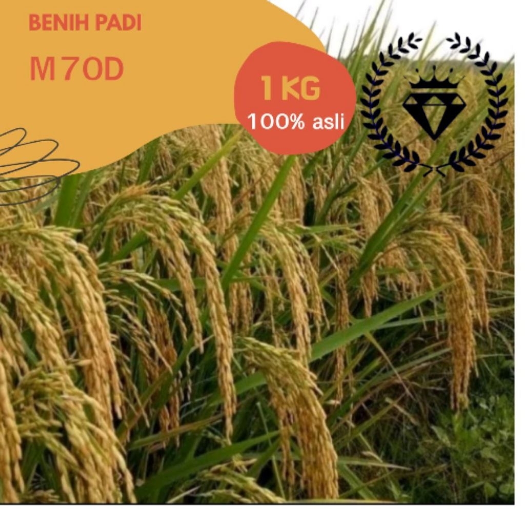 benih padi/bibit padi m70d 1kg bibit unggul berkualitas