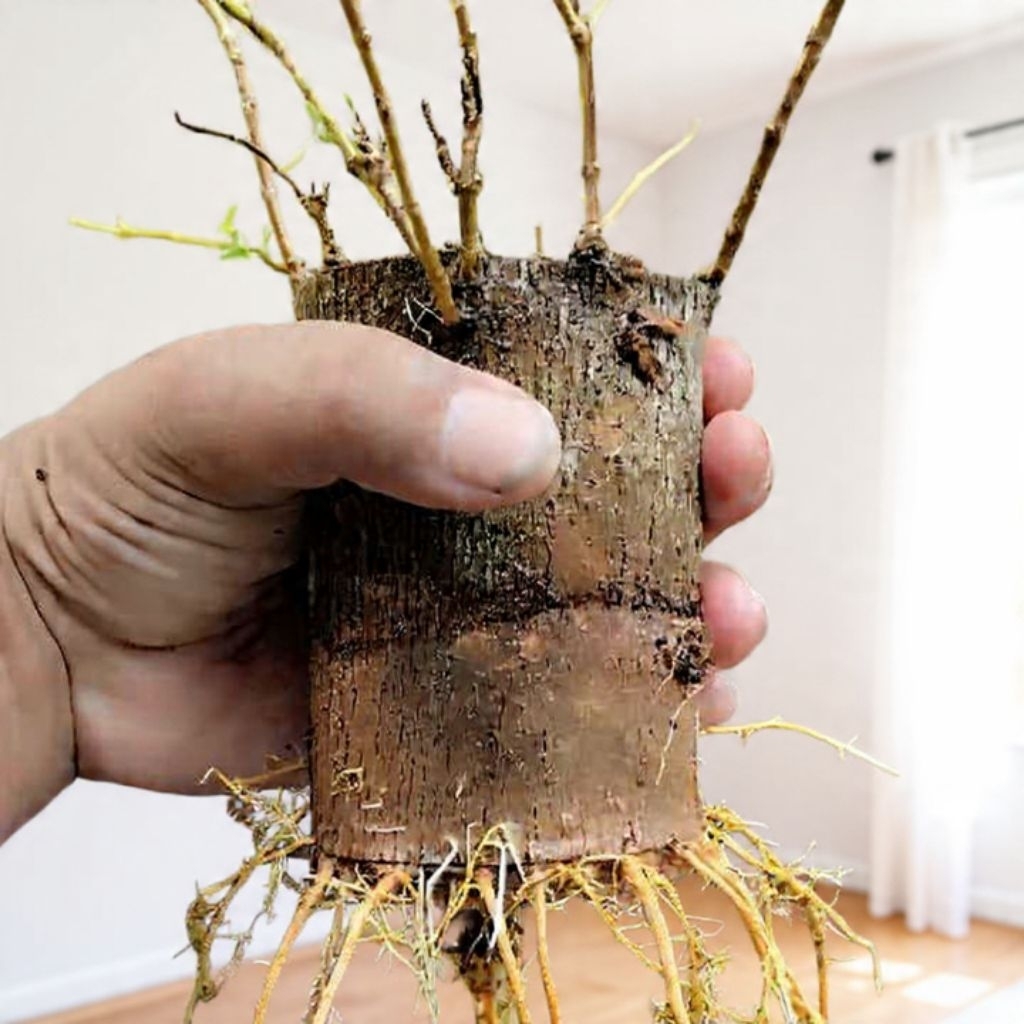 Stek Sancang Hidup Berakar dan Bertunas | Bahan Bogel Sancang | Bahan Bonsai Sancang untuk Ground