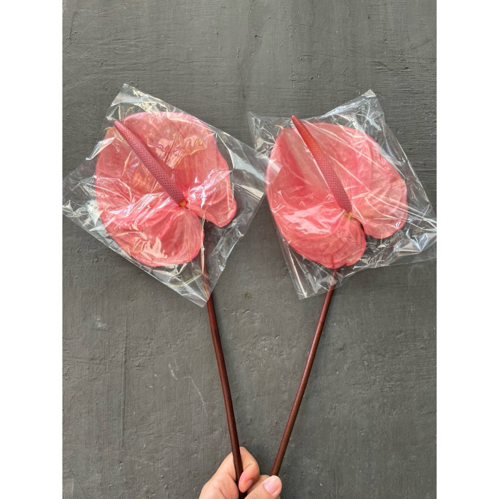 Anthurium pink bunga potong segar