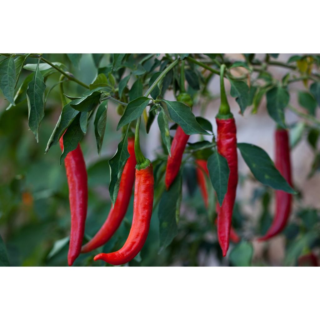 COD - Bibit Cabai Merah Besar