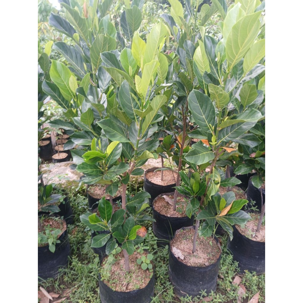 bibit nangka madu dan merah batang jumbo paking kayu full media