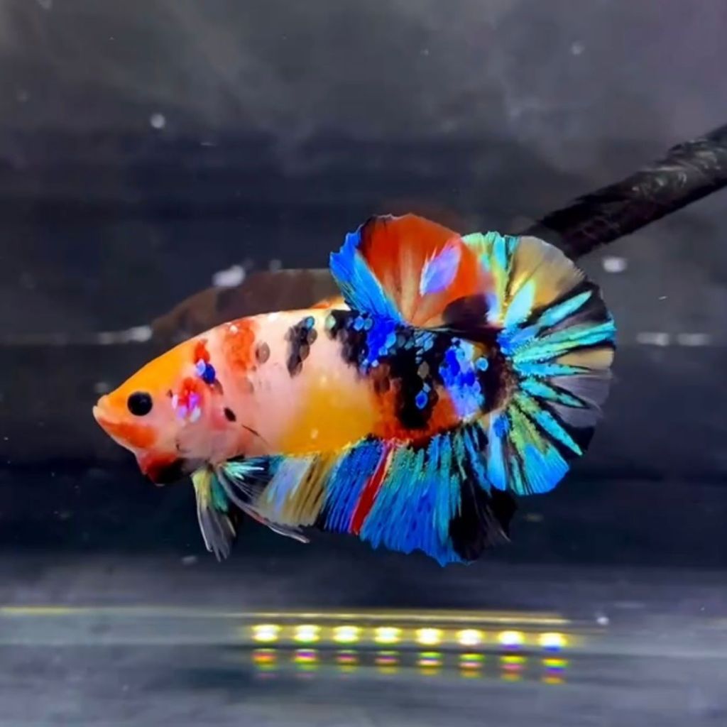 CUPANG MULTI NEMO MULTICOLOR TOP GRADE BEST SELLER