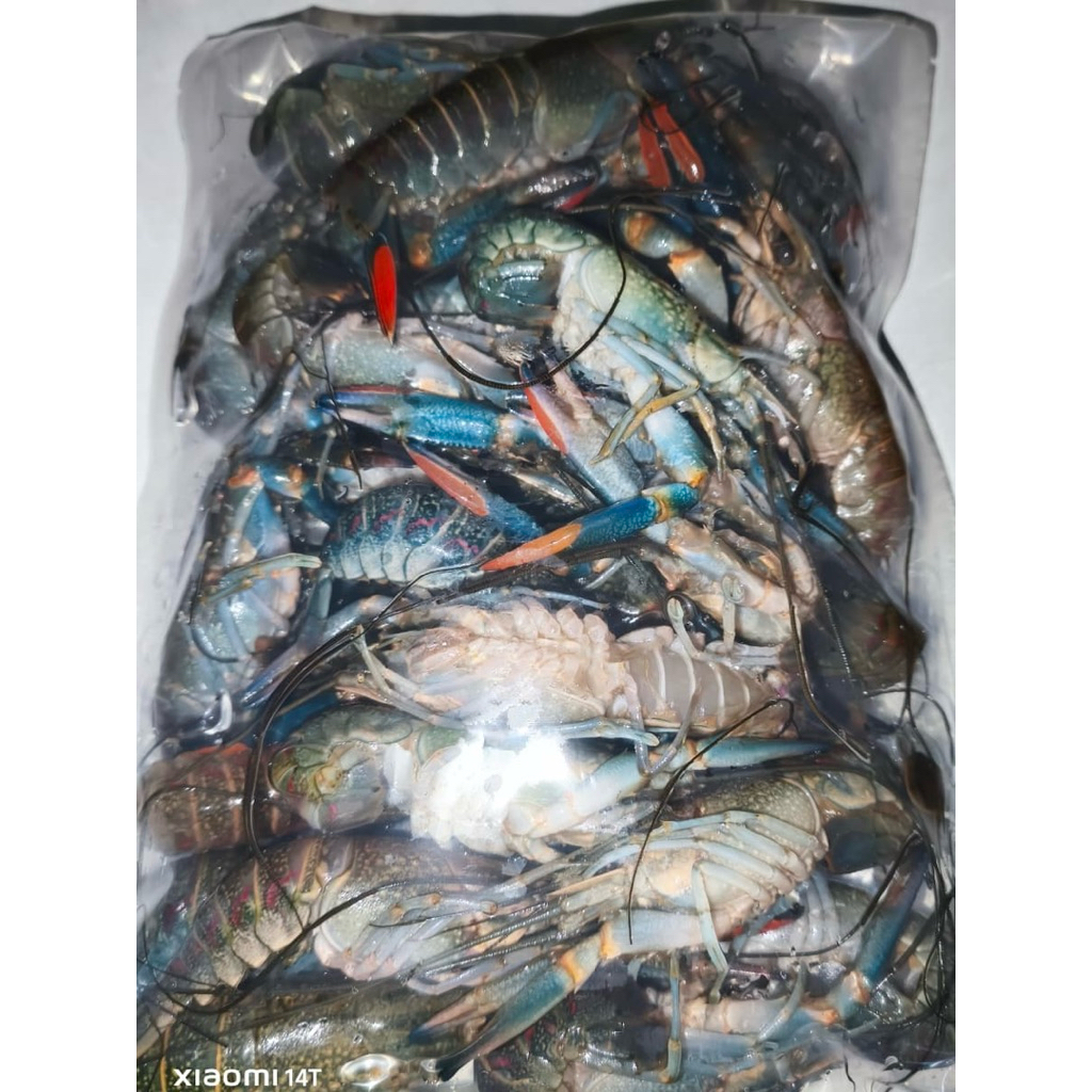 frozen lobster air tawar