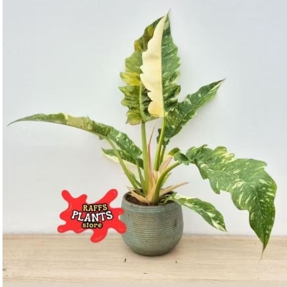 Tanaman Hias Philodendron Ring Of Fire - Philodendron Ring Of Fire Variagted