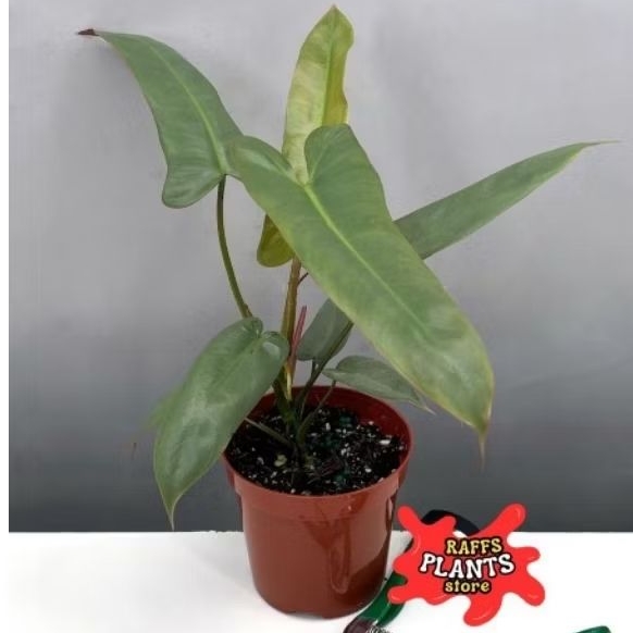 Tanaman Hias Philodendron Atabapoense - Philodendron Ataba