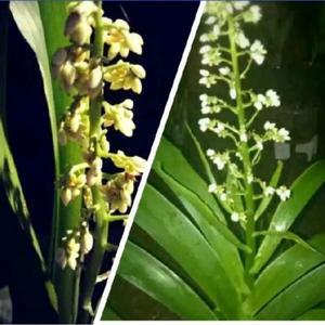 Anggrek kipas || Anggrek spesies