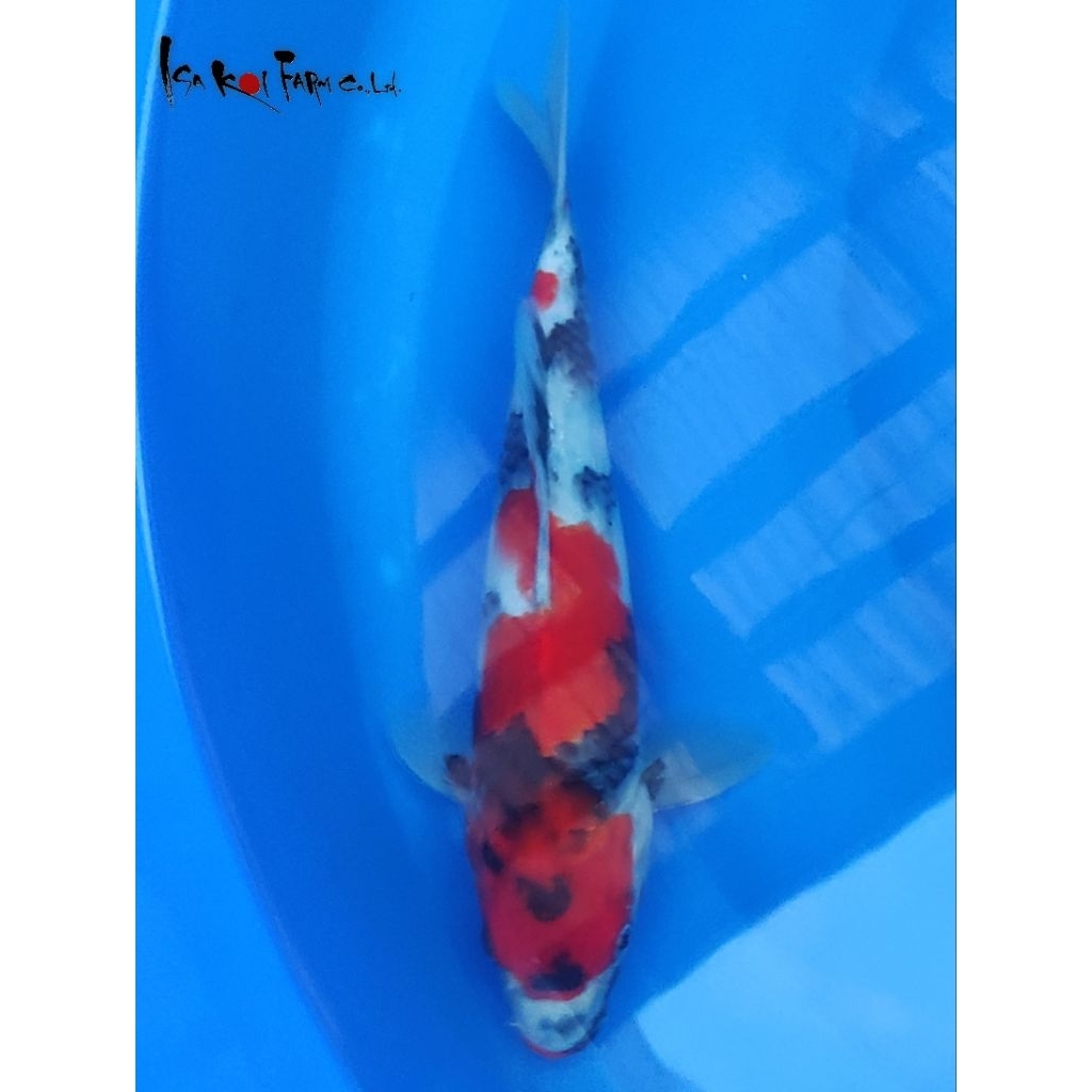 Ikan Koi Showa Isa Farm 35BU sertifikat Breeder Import Jepang