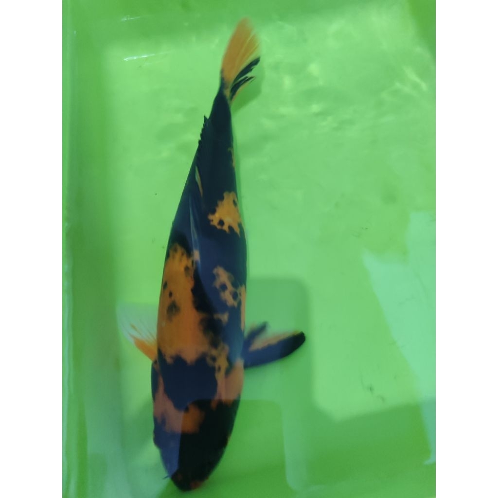 pakan ikan koi HI UTSURI 30CM