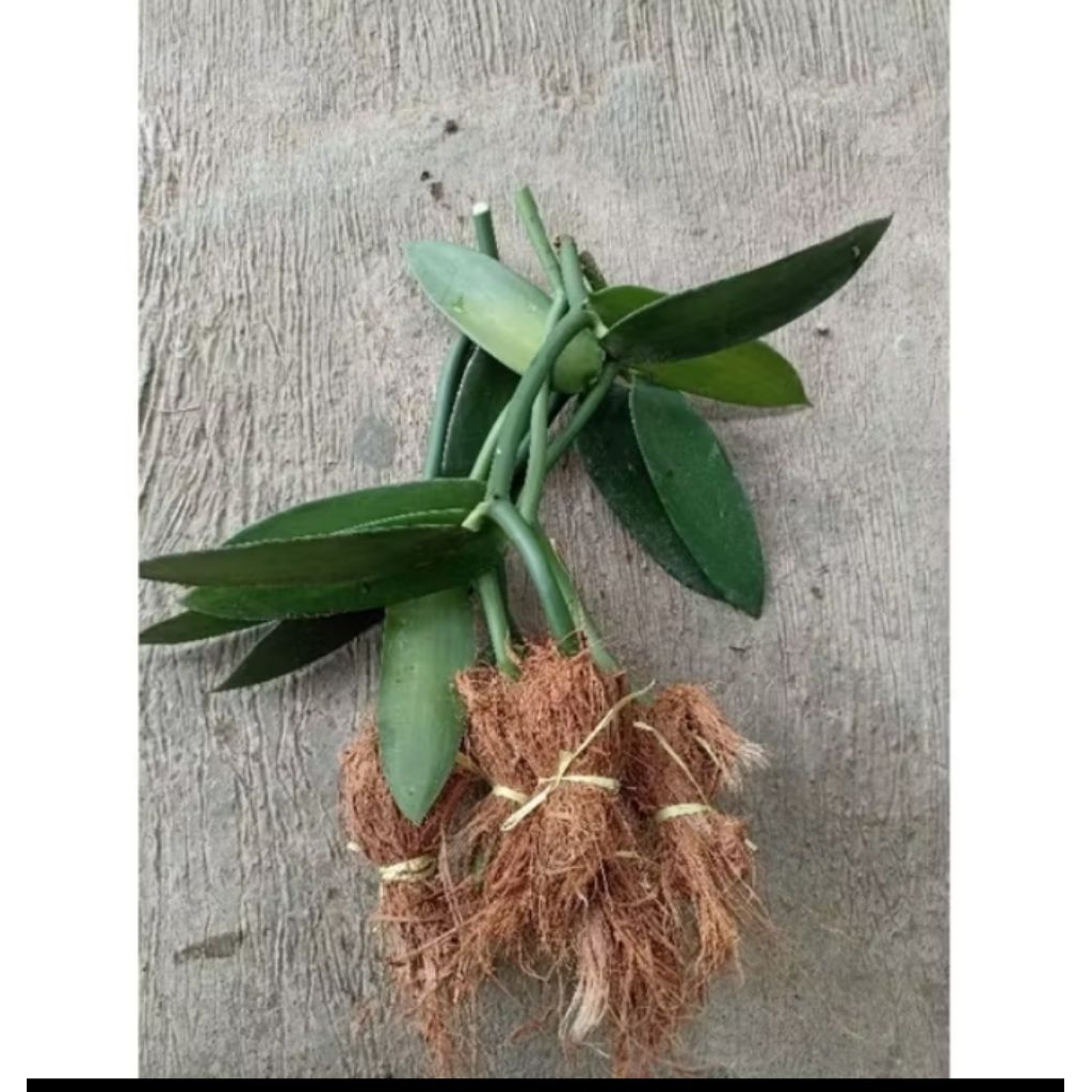 bibit stek vanili unggul siap tanam