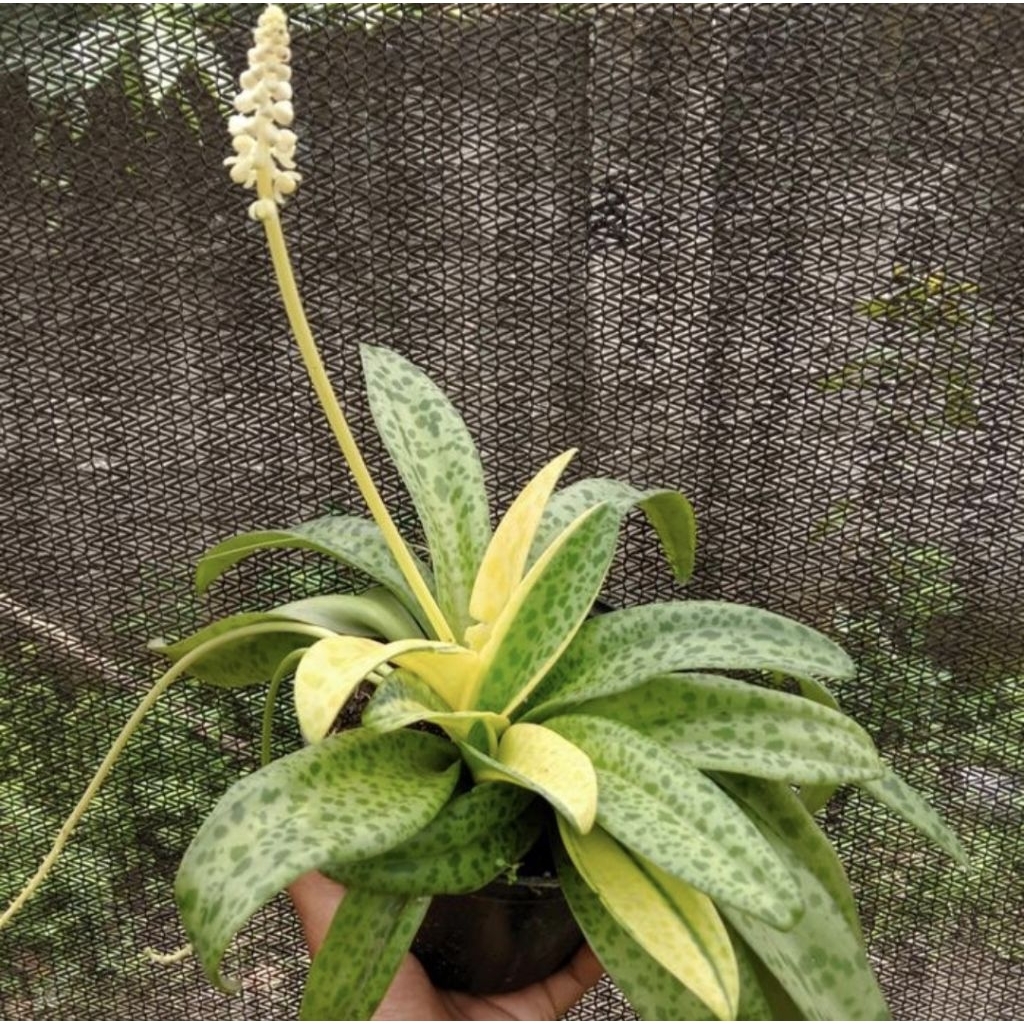 Pohon Lidah Katak Tanaman Hias Indoor Lidah Katak