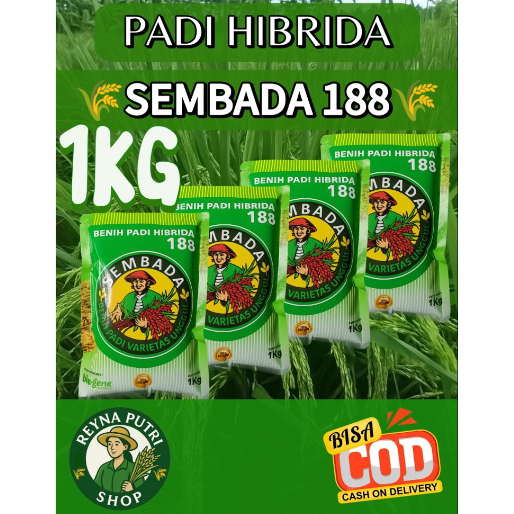 (1KG) Padi Hibrida Sembada 188 Padi unggul berkualitas
