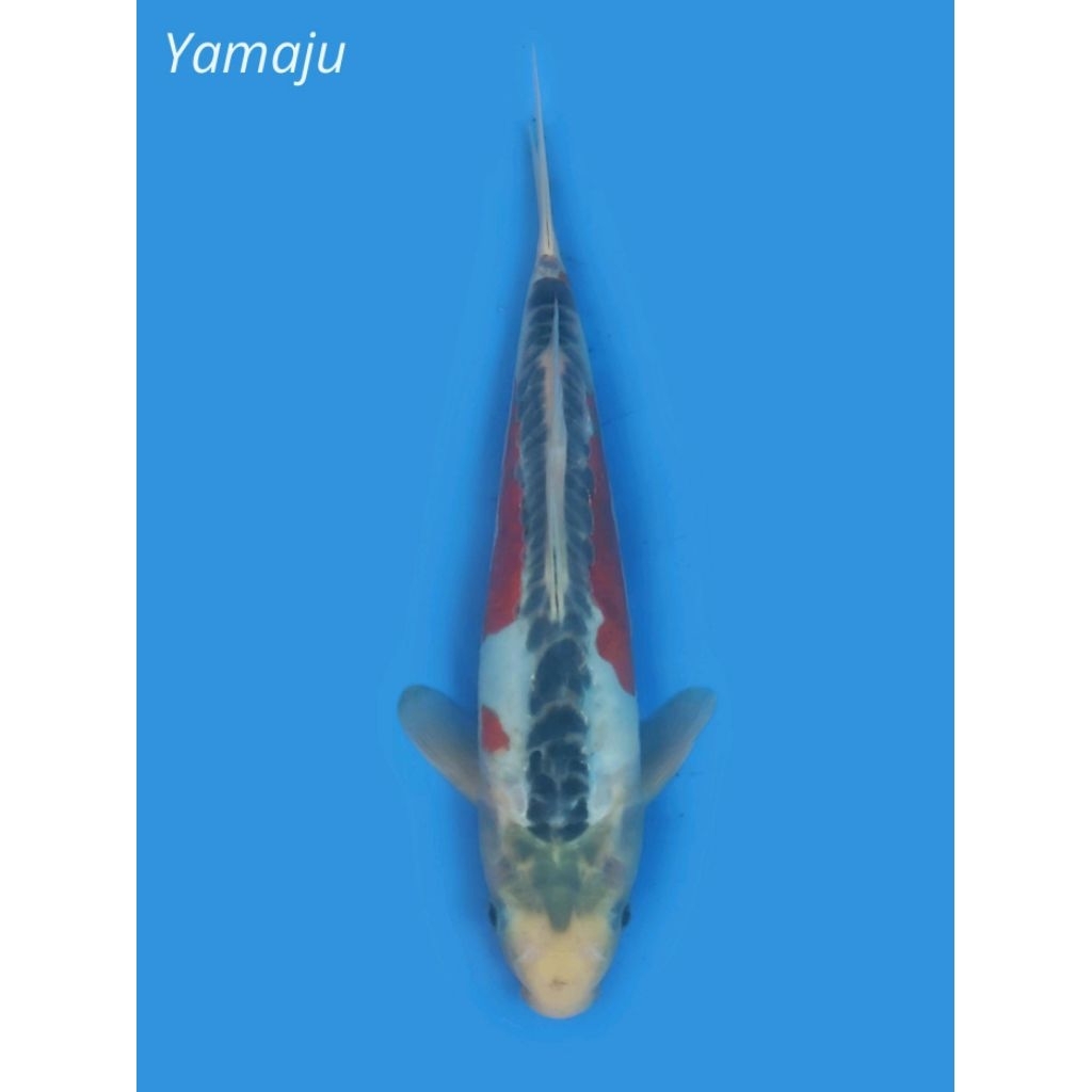 Ikan Koi Shusui Yamaju 25BU Sertifikat Breeder Import Jepang