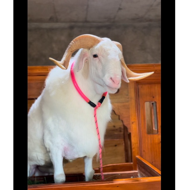 TALI DOMBA KAMBING KONTES DAN KILI KILI KUALITAS PRIMIUM