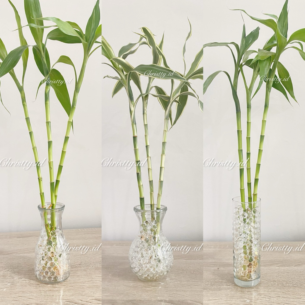 Paket Bambu Hoki Tinggi + Vas + Hidrogel / Bambu Hoki 40cm / Bambu Sri Rejeki / Lucky Bamboo / Tanam