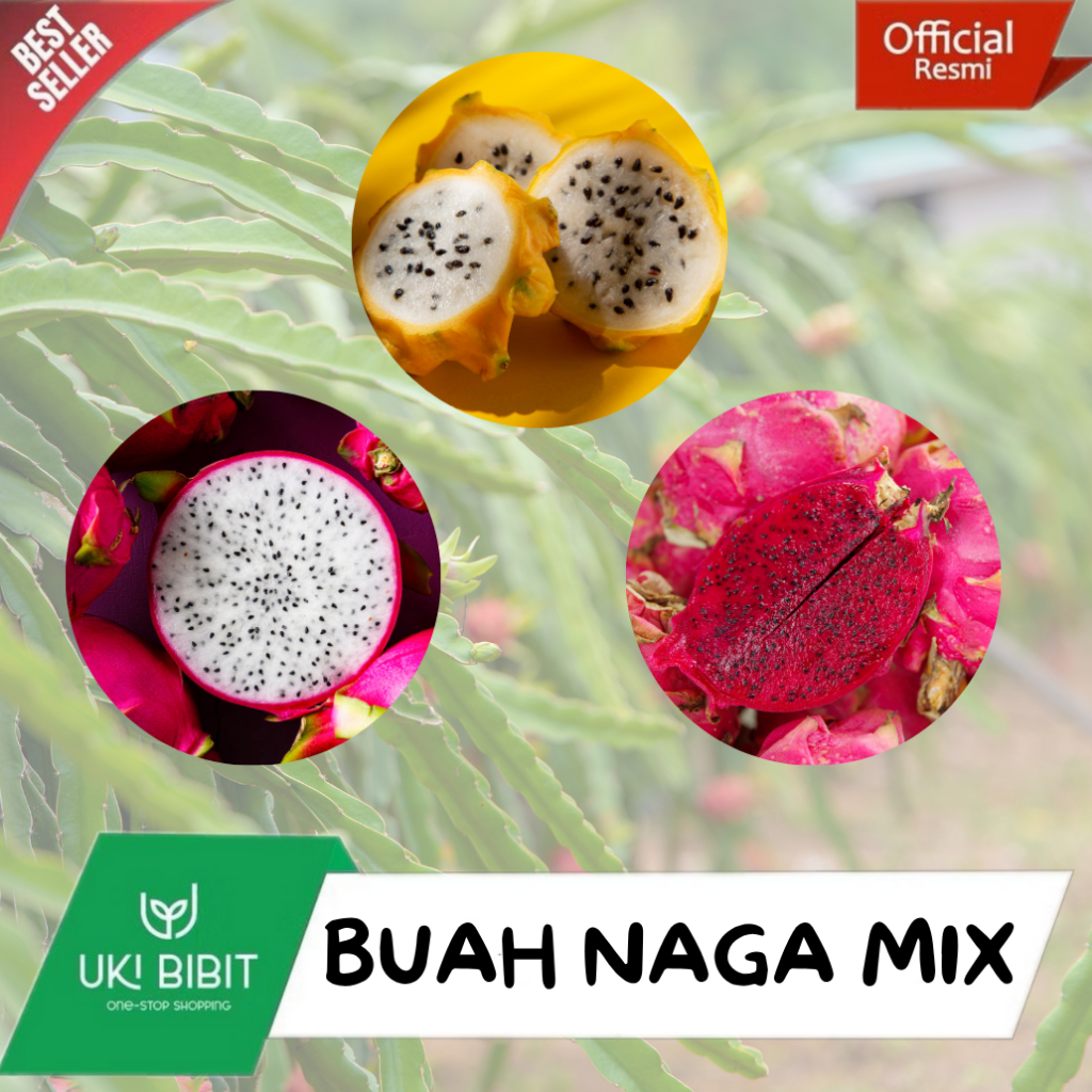 ( 10 gram ) Benih Biji Buah Naga Mix | Buah Naga Merah | Buah Naga Putih | Buah Naga Kuning