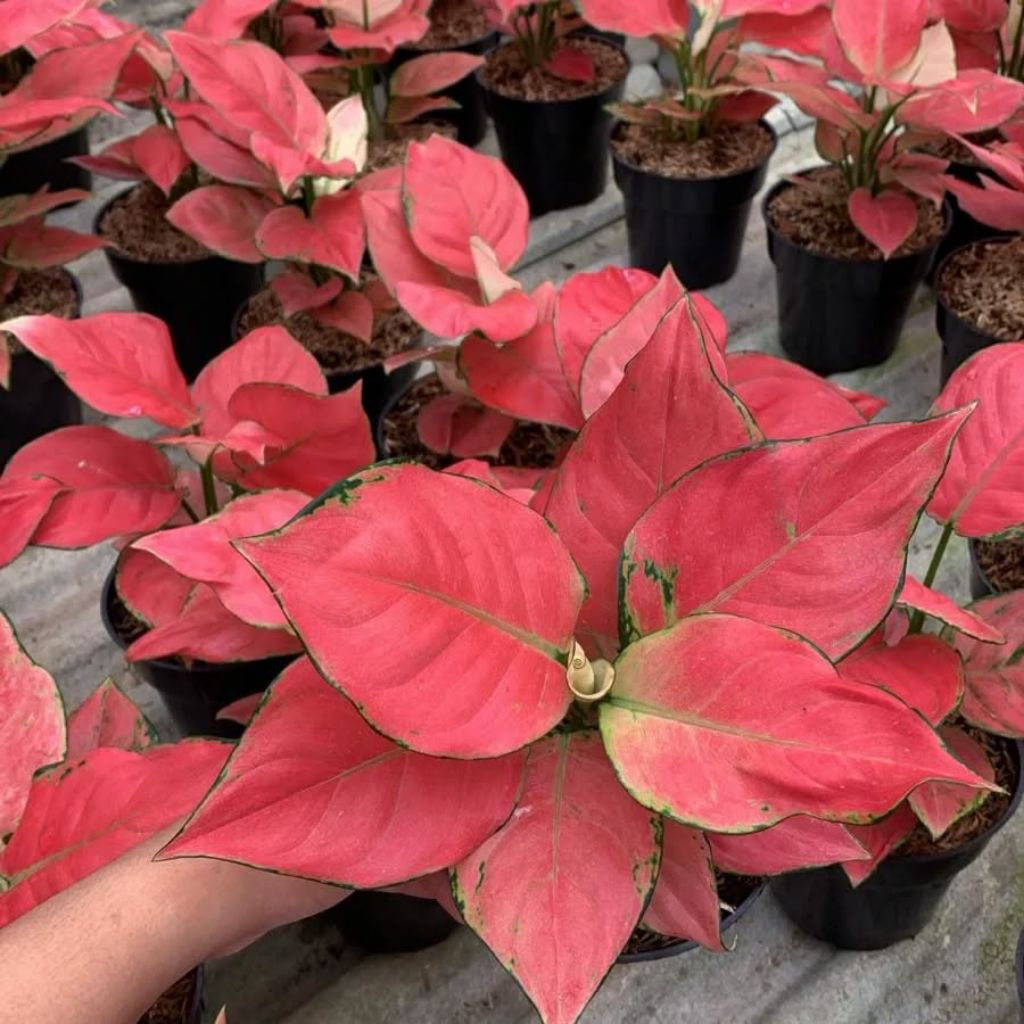 bunga aglonema suksom jaipong