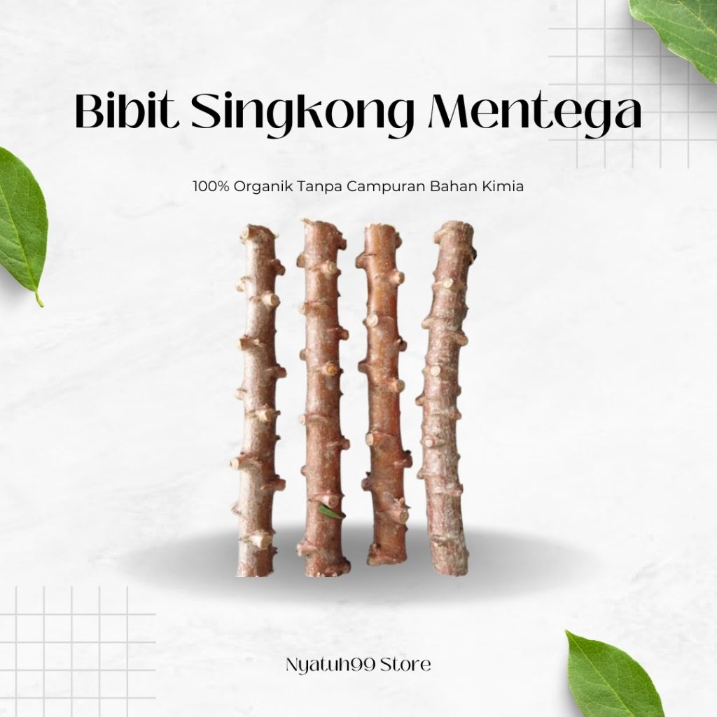 Bibit Singkong Mentega | Singkong Kuning | 10 Bibit Ukuran 30CM