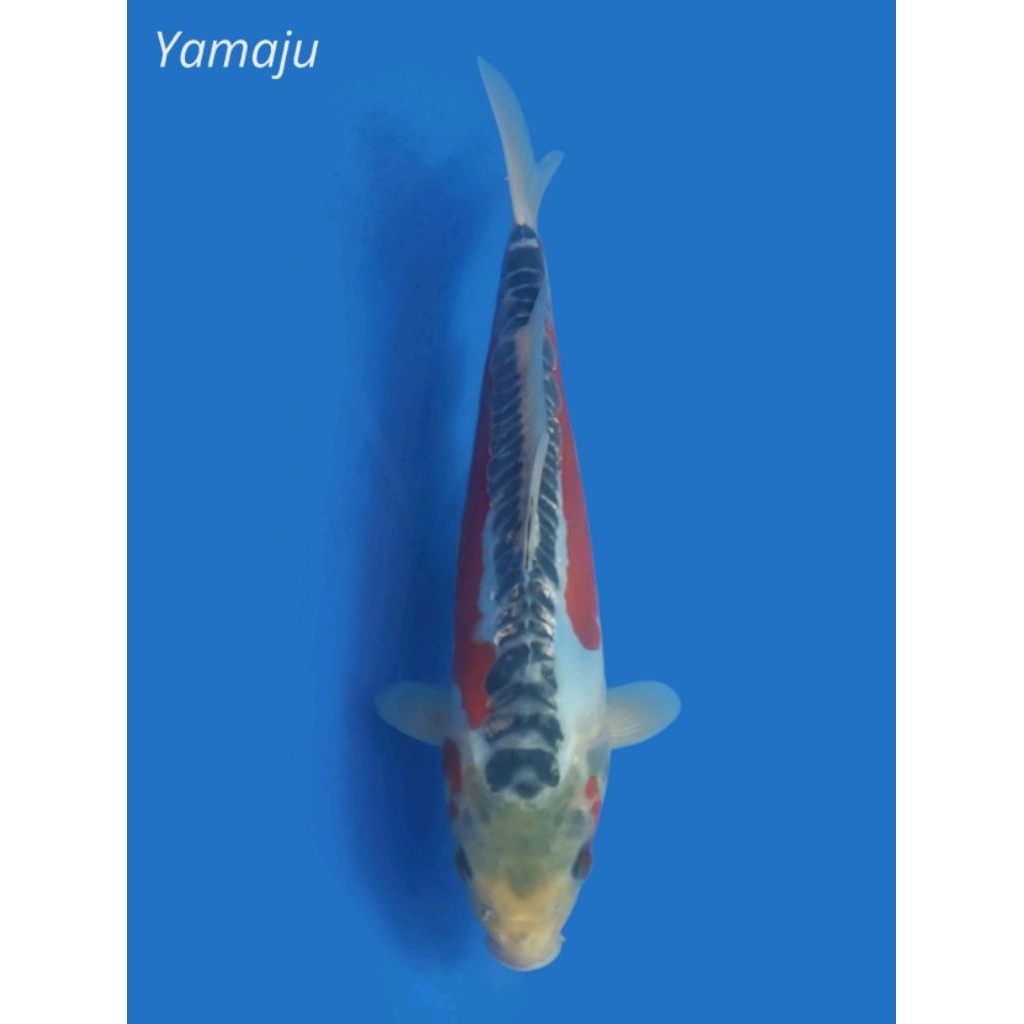 Ikan Koi Shusui Yamaju 30BU Sertifikat Breeder Import Jepang
