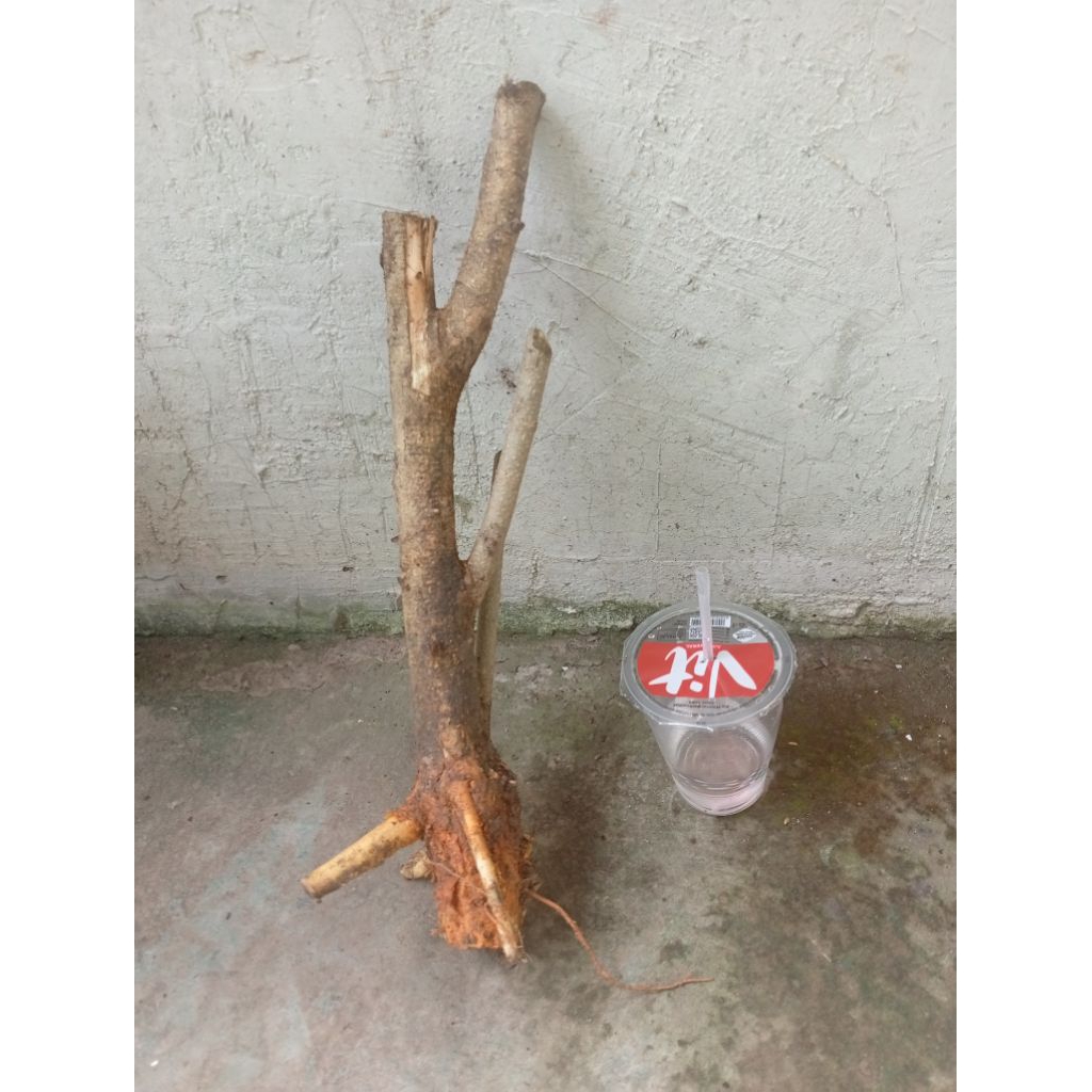 sisirkaliage dongkelan akar batang sisir bahan bonsai