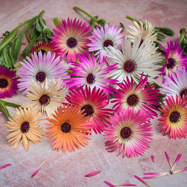 COD - Bibit Daisy Livingston