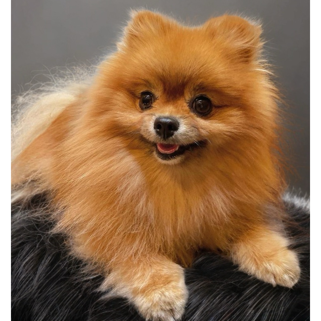 Anak Anjing Pomeranian Mini/ anjing Pom