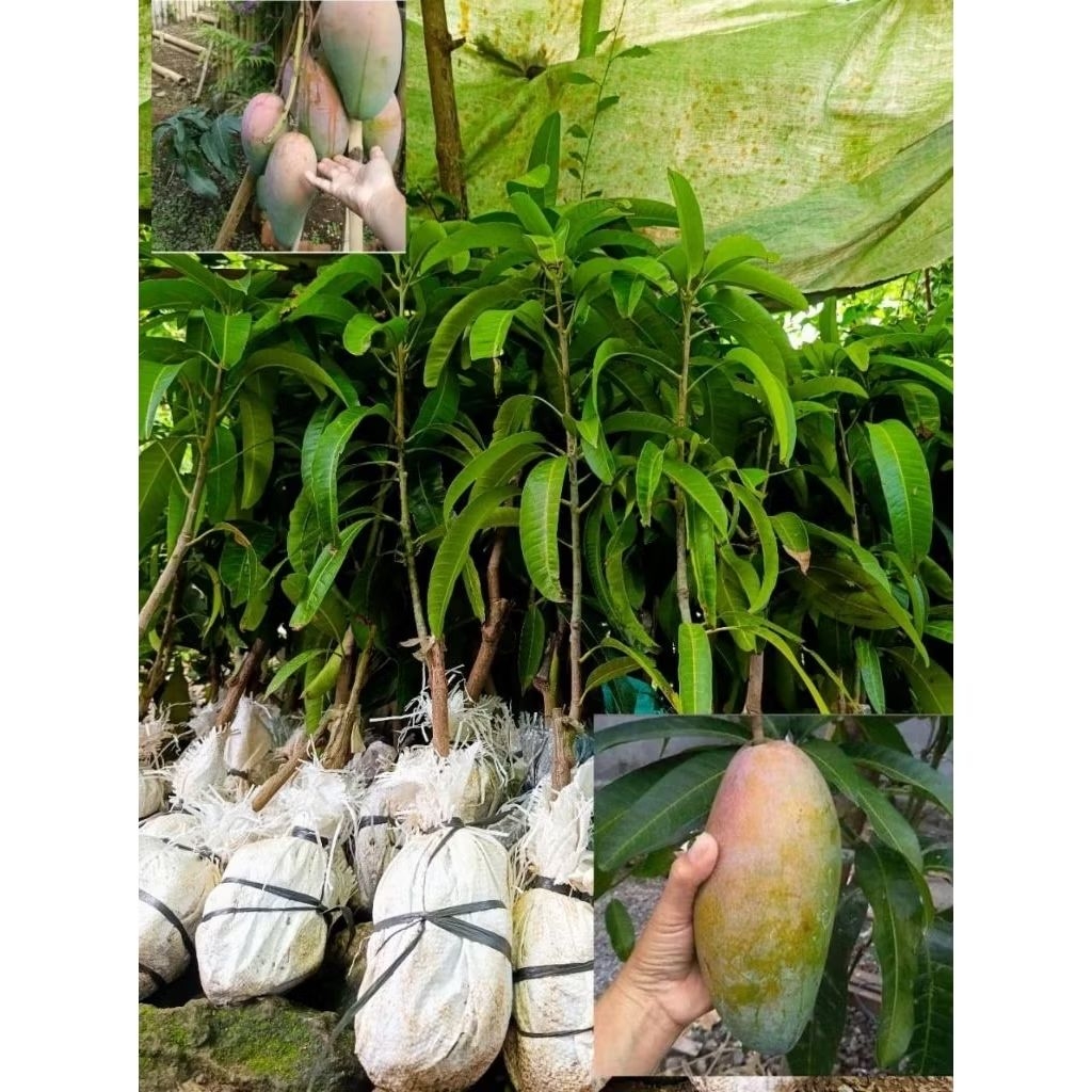 Bibit Buah Mangga Kiojay, Thailand Cepat Berbuah Jumbo