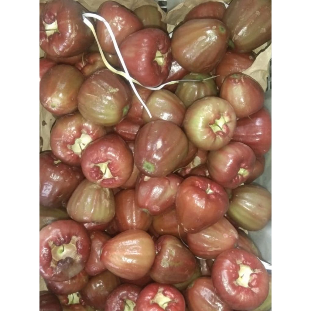 Jambu Air Citra merah 1 kg