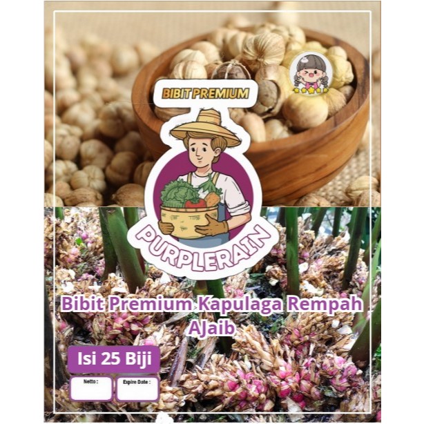 Bibit Premium Kapulaga Rempah AJaib | Biji Benih Kapulaga Rempah | Kapulaga Putih Jawa